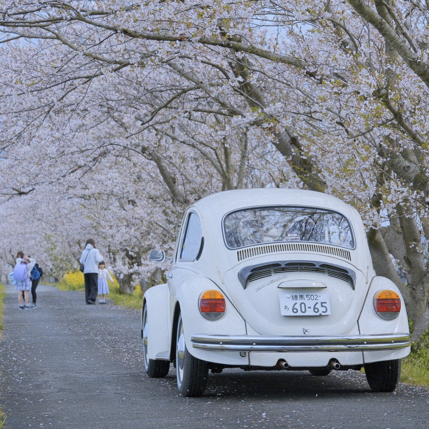 Volkswagen Beetle Classic – Sakura Edition | Japan Export